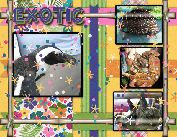 Exotic