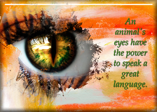 Eye of the Tiger