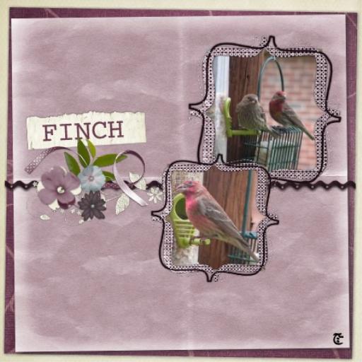 F for Finch