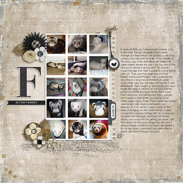 F is for ferret