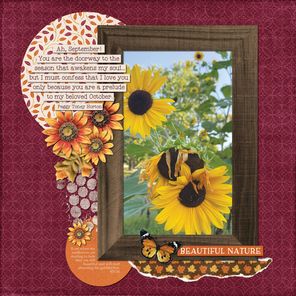 Fading Sunflowers 9-5-24