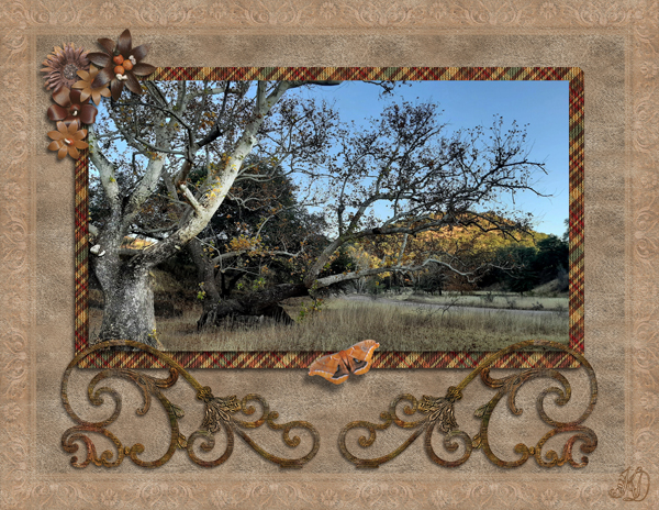 fading sunlight tree