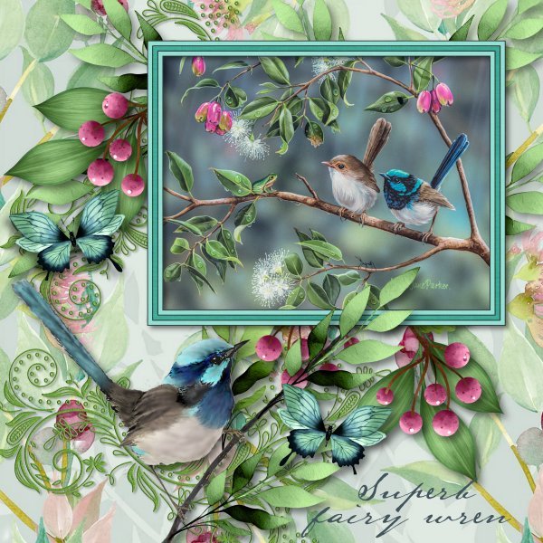 fairy wrens