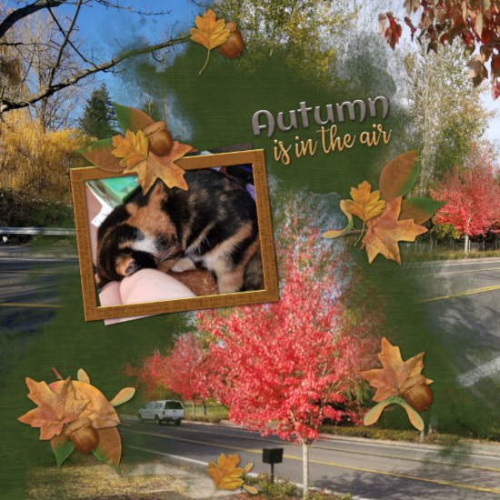 Fall Colors