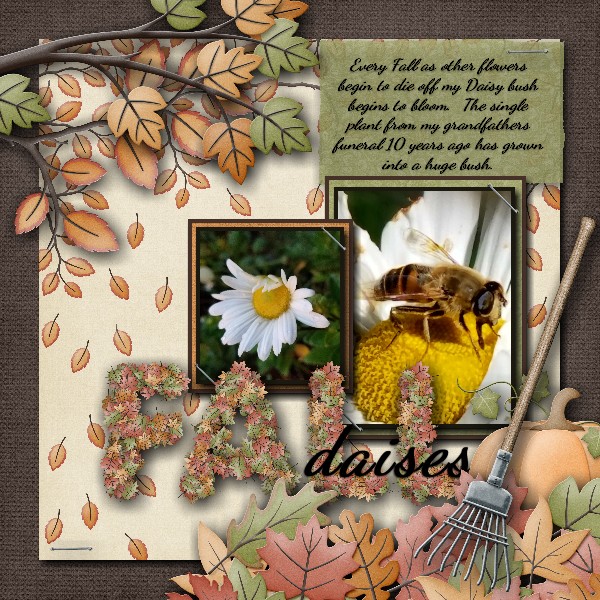 Fall Daises