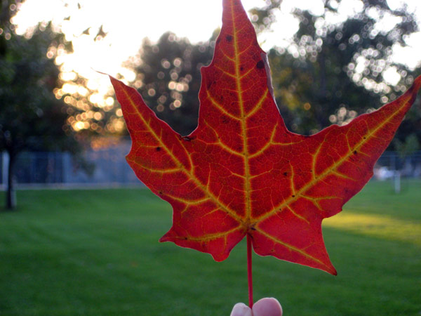 Fall Leaf
