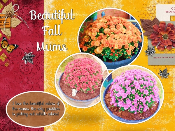 Fall Mums - September 2017 Font Challenge