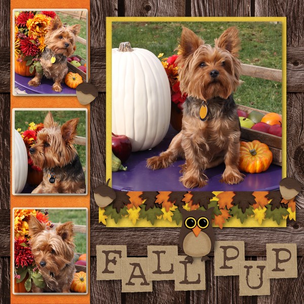 Fall Pup