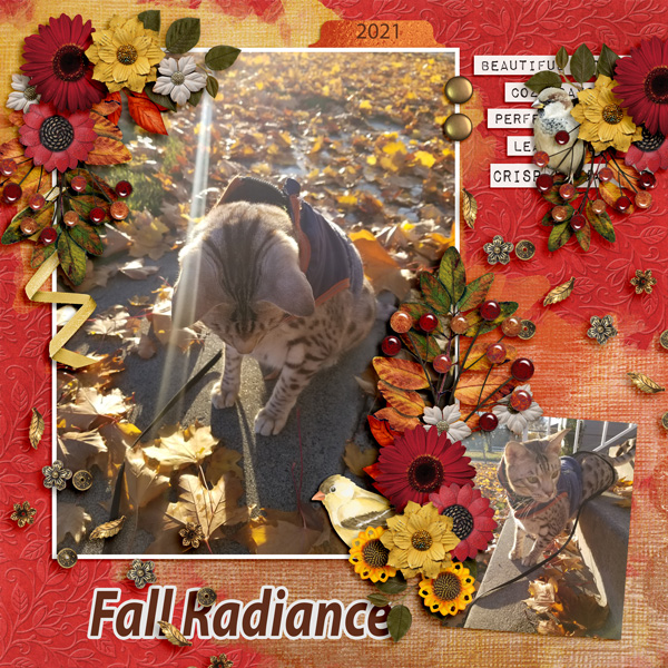 Fall Radiance