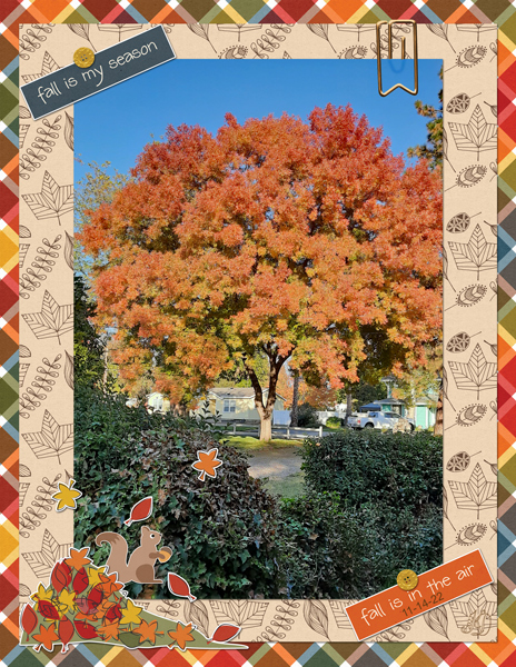 fall tree