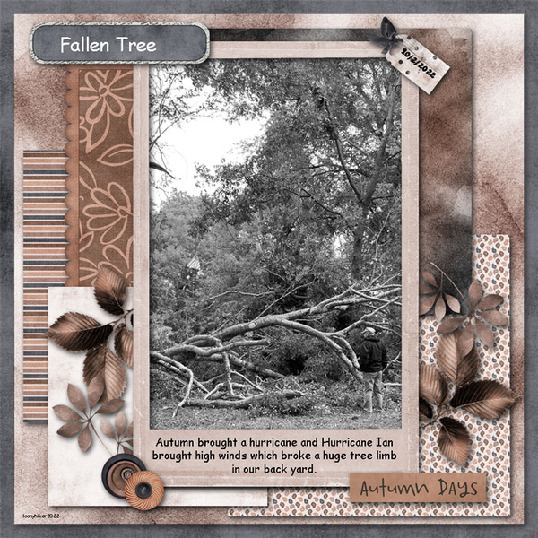 Fallen Tree