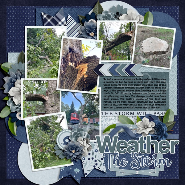 Fallen Tree