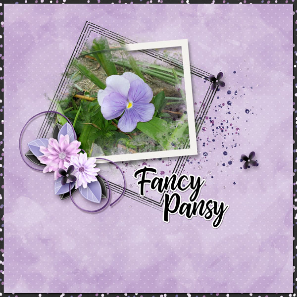 Fancy Pansy