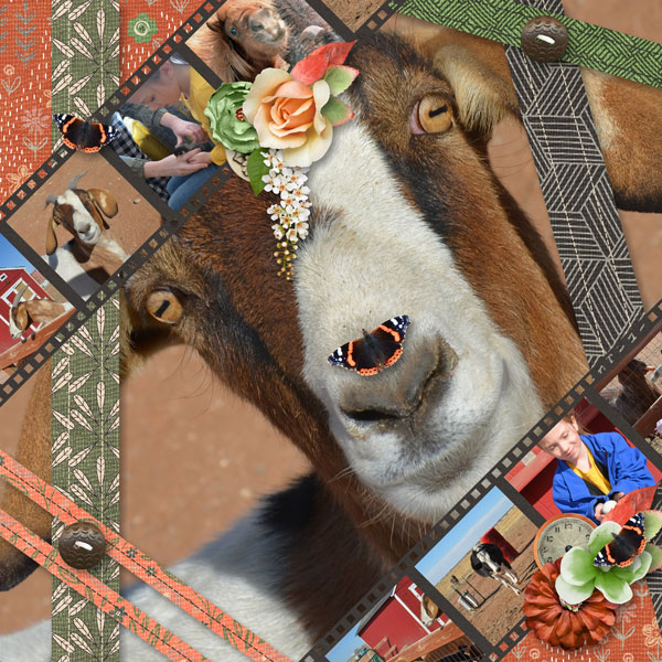 Farm Animals