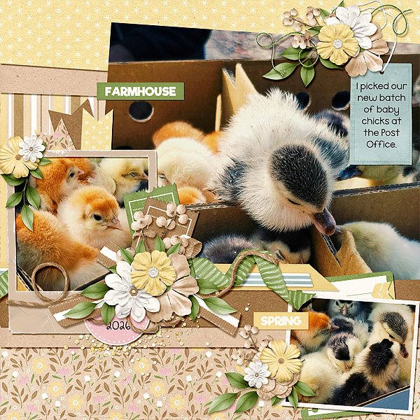 Farmhouse Chicks