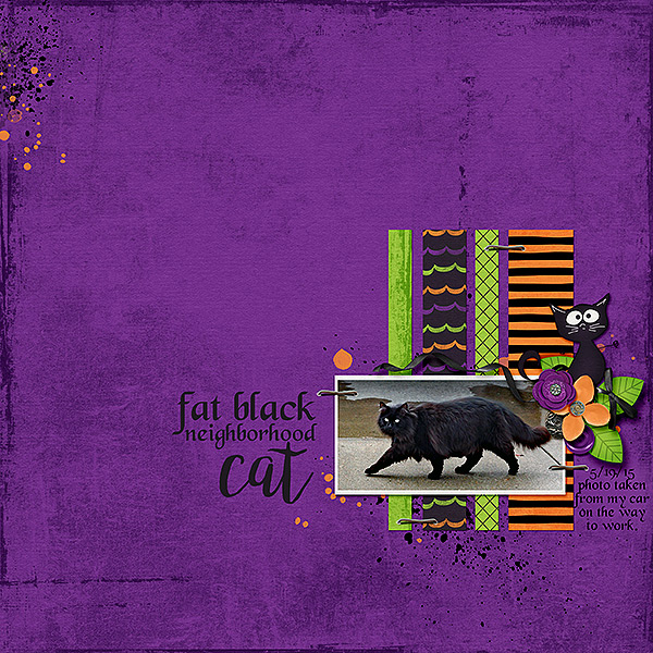 Fat Black Cat