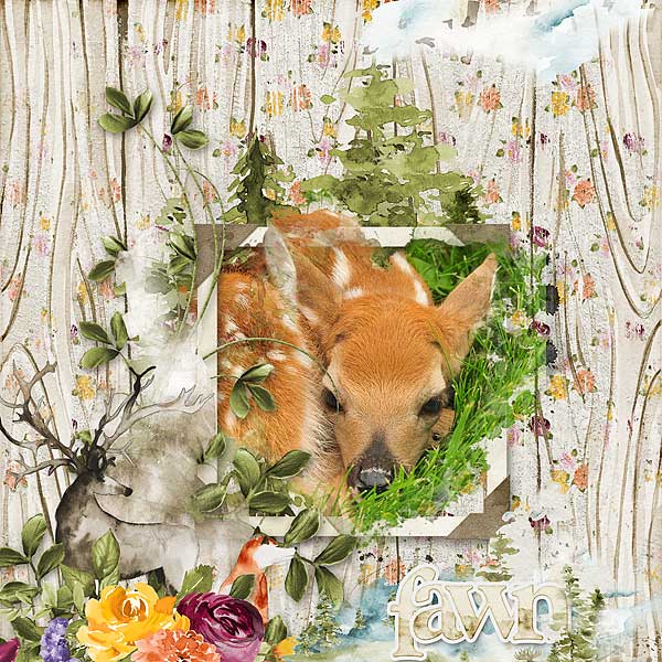 Fawn