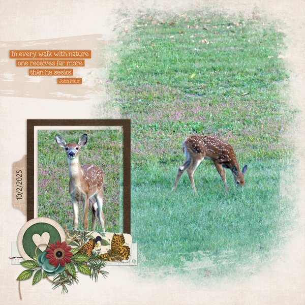 Fawn