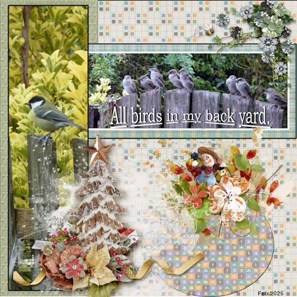 Feb 2025 Surprise -All birds in my back-yard