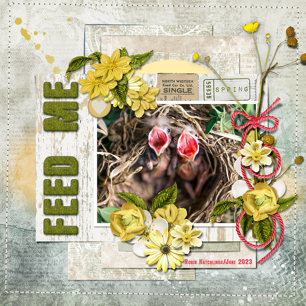 Feed Me (Robin Hatchlings)