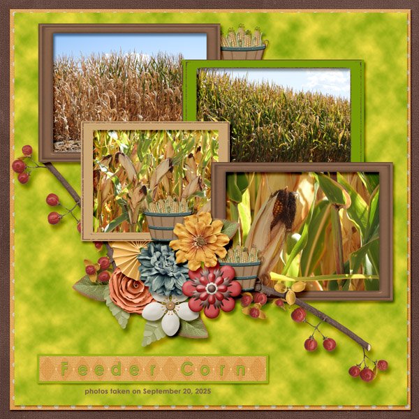 feeder corn small.jpg
