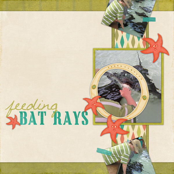 Feeding Bat Rays