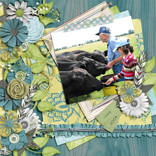 Feeding Cows