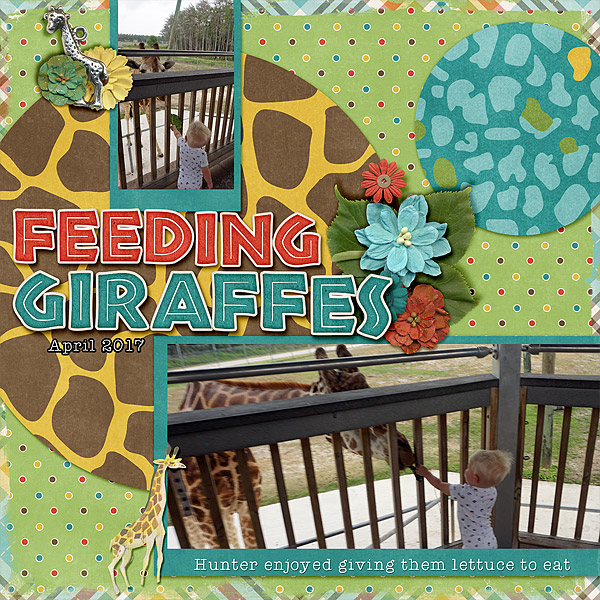 feeding-Giraffes