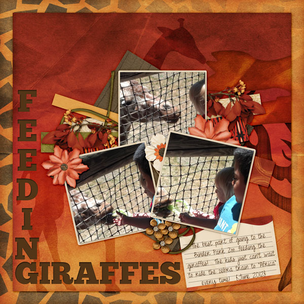 Feeding Giraffes