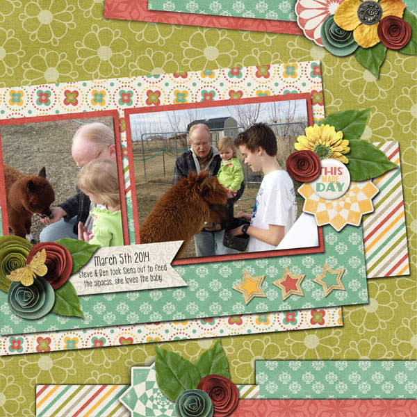 feeding the alpacas