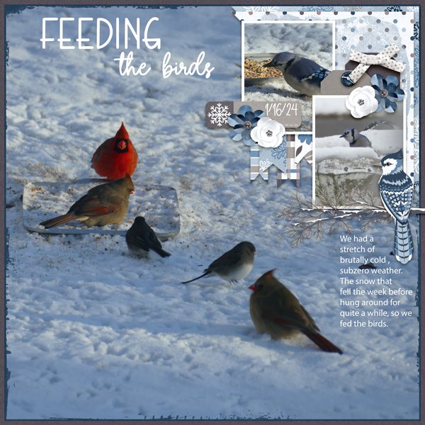 Feeding The Birds