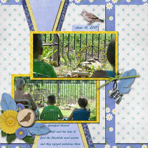 Feeding the Bluebirds