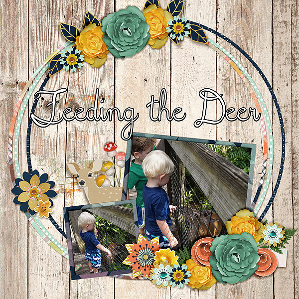 feeding-the-deer