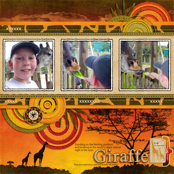 Feeding the Giraffes