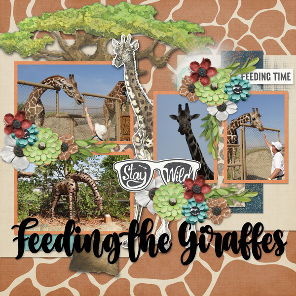 feeding the Giraffes