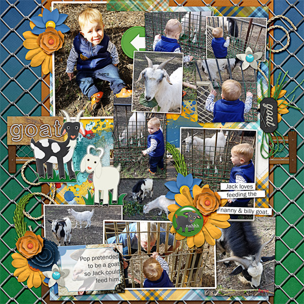Feeding the Goats