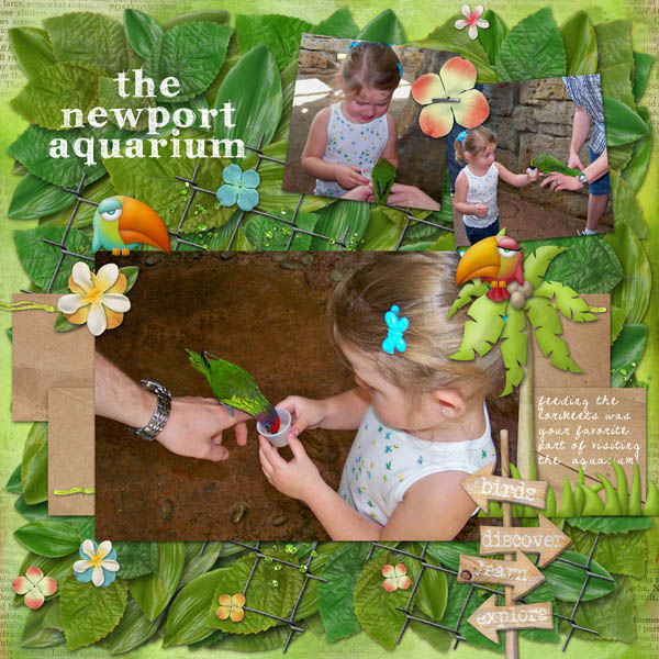 Feeding the Lorikeets
