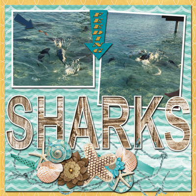 Feeding the sharks
