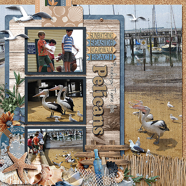 Feeding Time for Pelicans