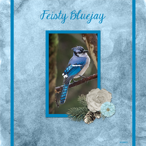 Feisty Bluejay
