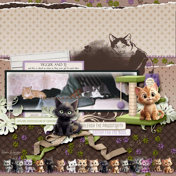 Feline buddies - not!