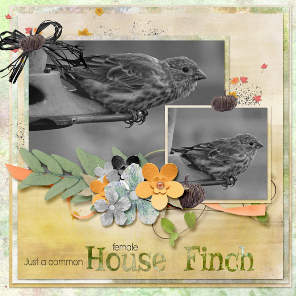 female_house_finch_small