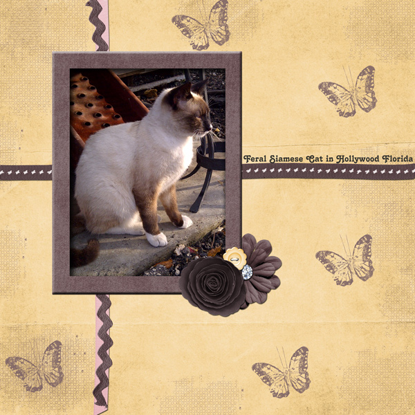 Feral Cat
