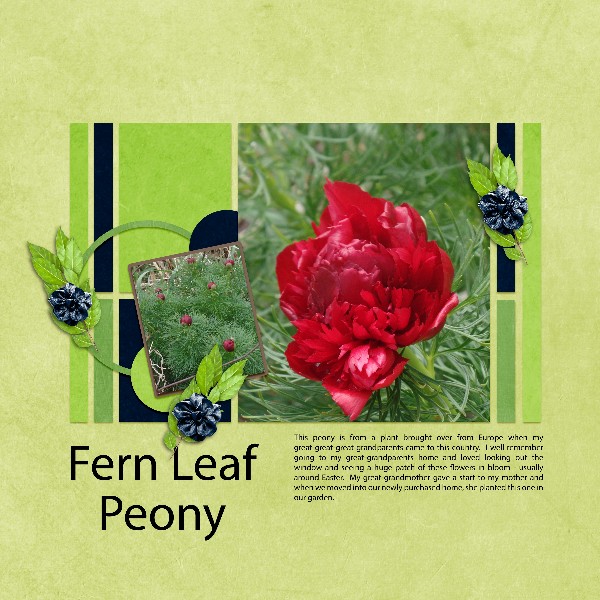 Fern Leaf Peony