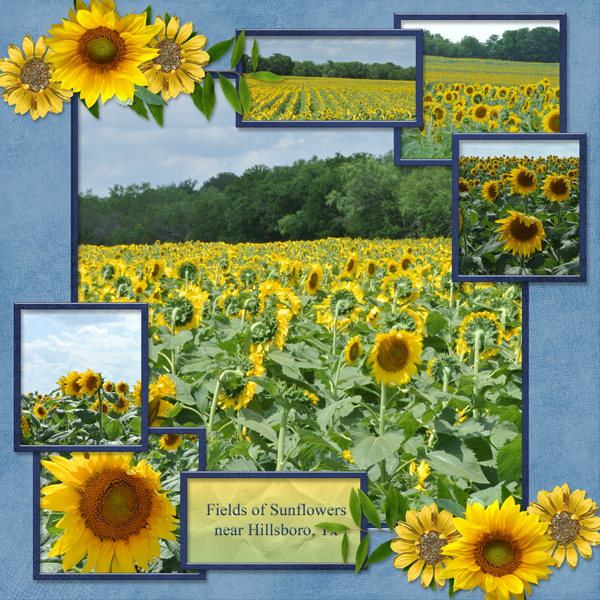 Field of Sunflowers