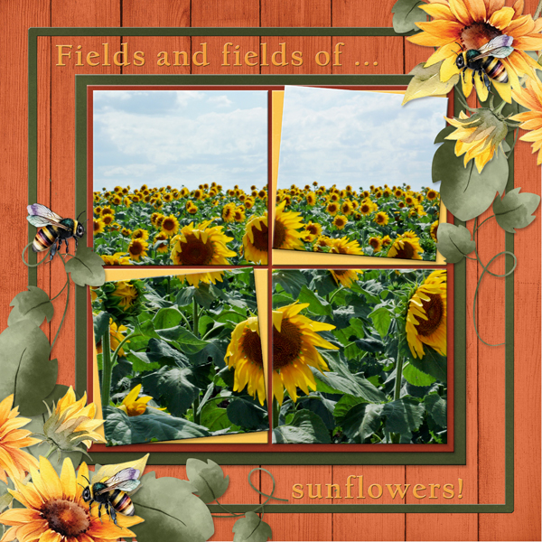 Fields and fields of sunflowers!