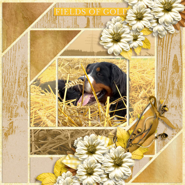 Fields of gold