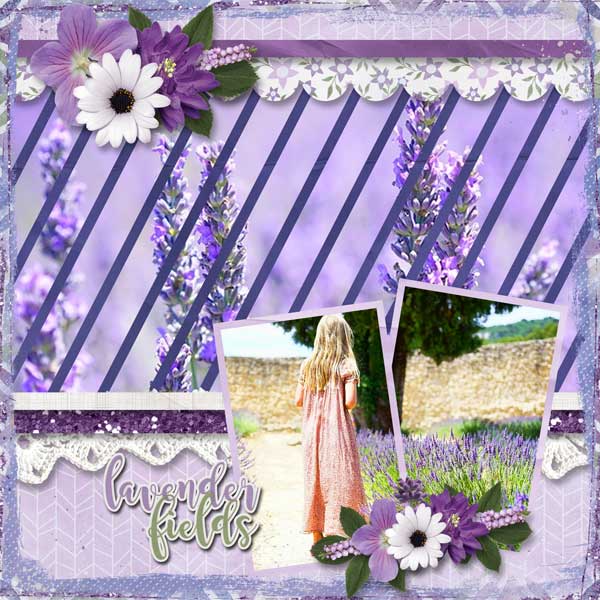 Fields of Lavender
