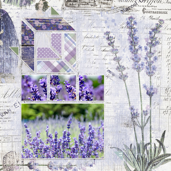 Fields of Lavender