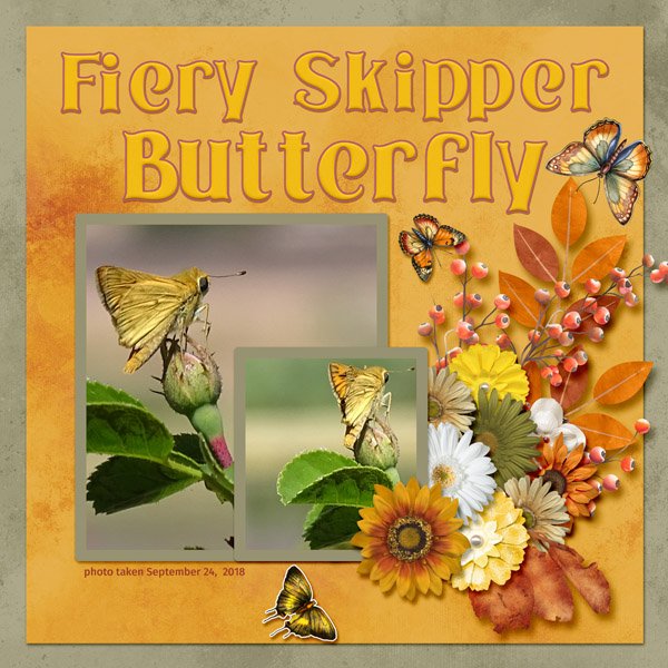 Fiery Skipper Butterfly small.jpg